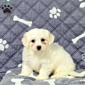 Vince, Maltichon Puppy