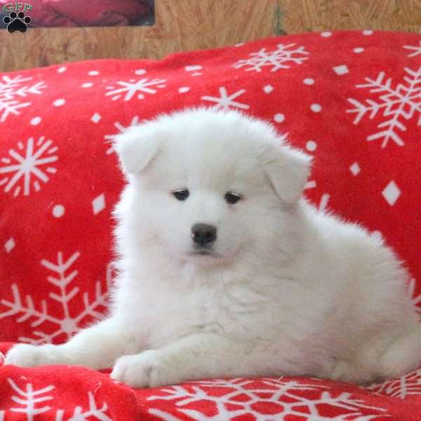 Vince, Samoyed Puppy