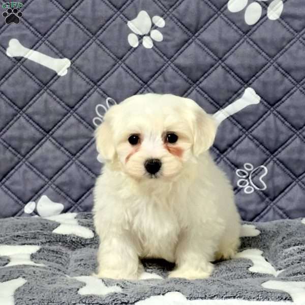 Vince, Maltichon Puppy