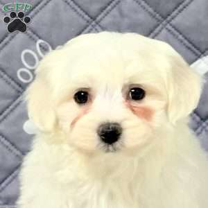 Vince, Maltichon Puppy