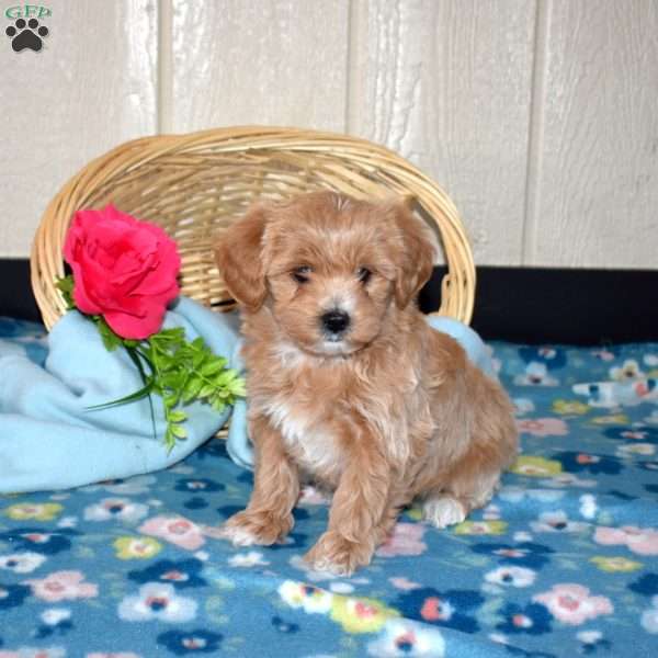 Vincent, Maltipoo Puppy