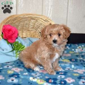 Vincent, Maltipoo Puppy