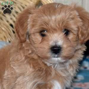 Vincent, Maltipoo Puppy