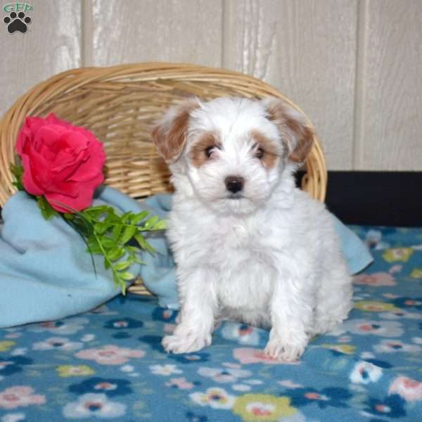 Violet, Maltipoo Puppy
