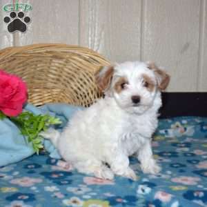 Violet, Maltipoo Puppy