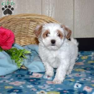 Violet, Maltipoo Puppy