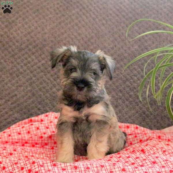 Waggles, Miniature Schnauzer Puppy