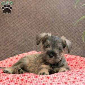 Waggles, Miniature Schnauzer Puppy