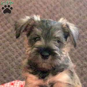 Waggles, Miniature Schnauzer Puppy