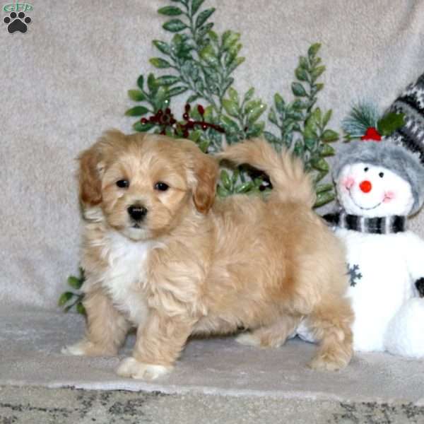 Waldo, Maltipoo Puppy