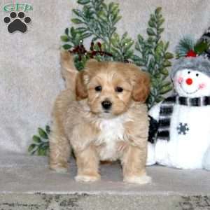 Waldo, Maltipoo Puppy