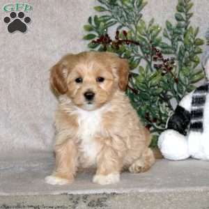 Waldo, Maltipoo Puppy