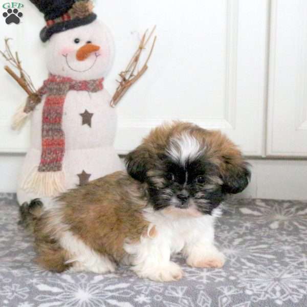 Wallie, Shih Tzu Puppy