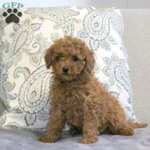 Walter, Cavapoo Puppy