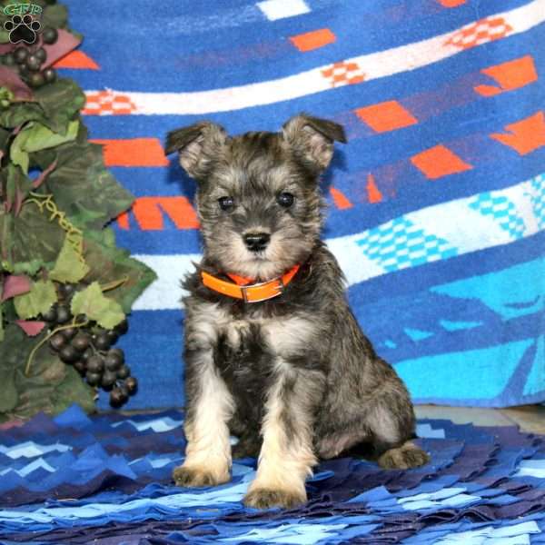 Wanda, Miniature Schnauzer Puppy