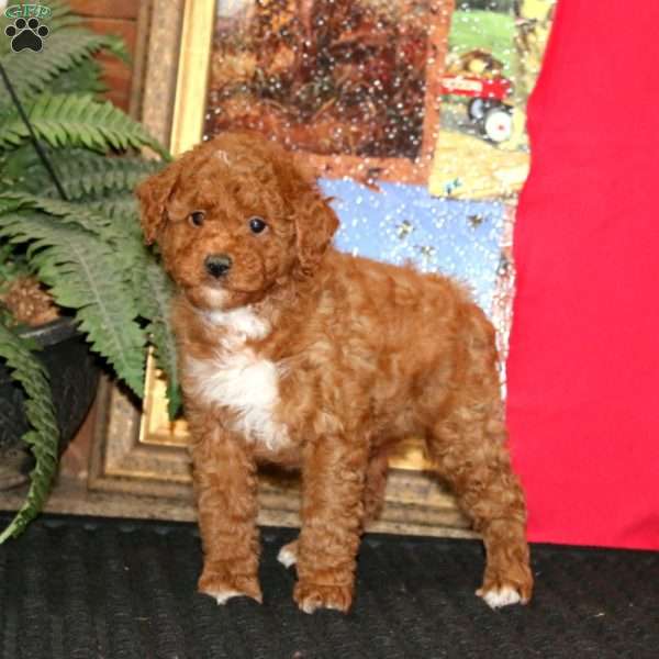 Wanda, Miniature Poodle Puppy