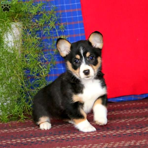 Wanda, Pembroke Welsh Corgi Puppy