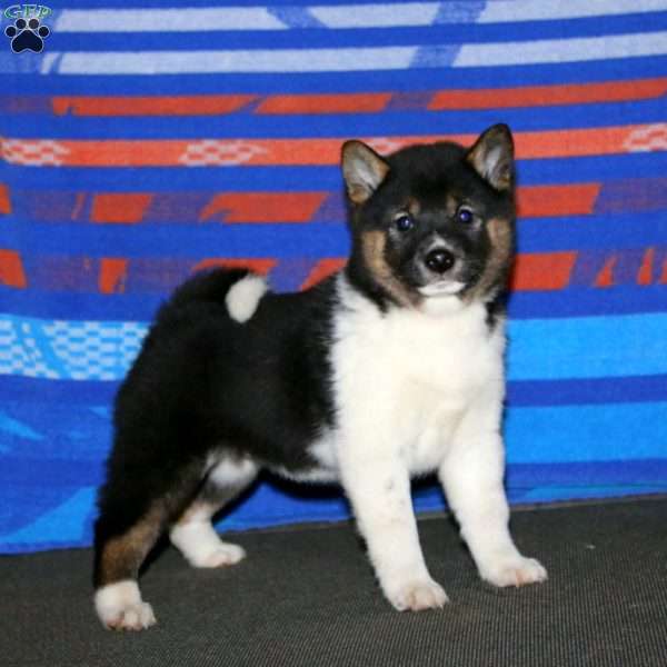 Wanda, Shiba Inu Puppy
