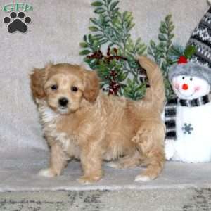 Wanda, Maltipoo Puppy