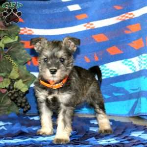 Wanda, Miniature Schnauzer Puppy