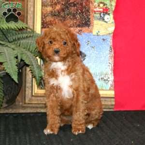 Wanda, Miniature Poodle Puppy