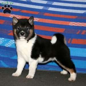 Wanda, Shiba Inu Puppy