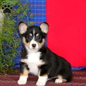 Wanda, Pembroke Welsh Corgi Puppy