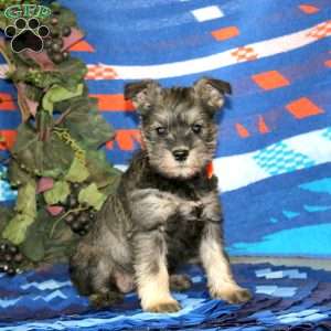 Wanda, Miniature Schnauzer Puppy