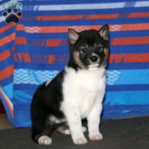 Wanda, Shiba Inu Puppy