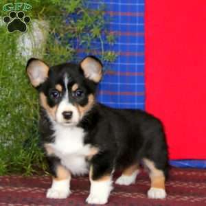 Wanda, Pembroke Welsh Corgi Puppy