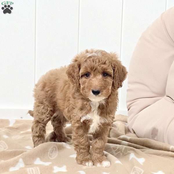 Warren, Mini Goldendoodle Puppy