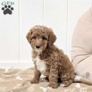 Warren, Mini Goldendoodle Puppy
