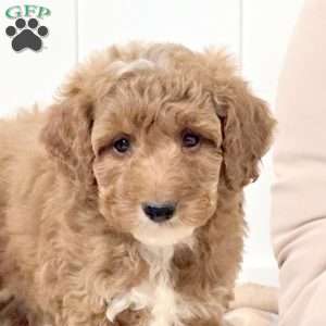 Warren, Mini Goldendoodle Puppy
