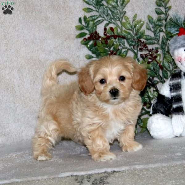 Watson, Maltipoo Puppy
