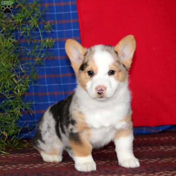 Watson, Pembroke Welsh Corgi Puppy
