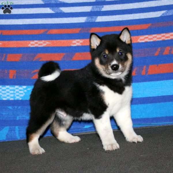 Watson, Shiba Inu Puppy