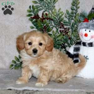 Watson, Maltipoo Puppy
