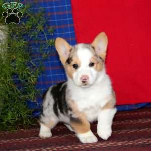Watson, Pembroke Welsh Corgi Puppy
