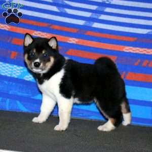 Watson, Shiba Inu Puppy