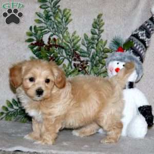 Watson, Maltipoo Puppy