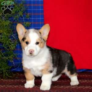 Watson, Pembroke Welsh Corgi Puppy
