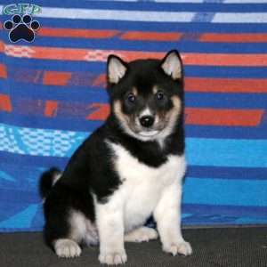 Watson, Shiba Inu Puppy