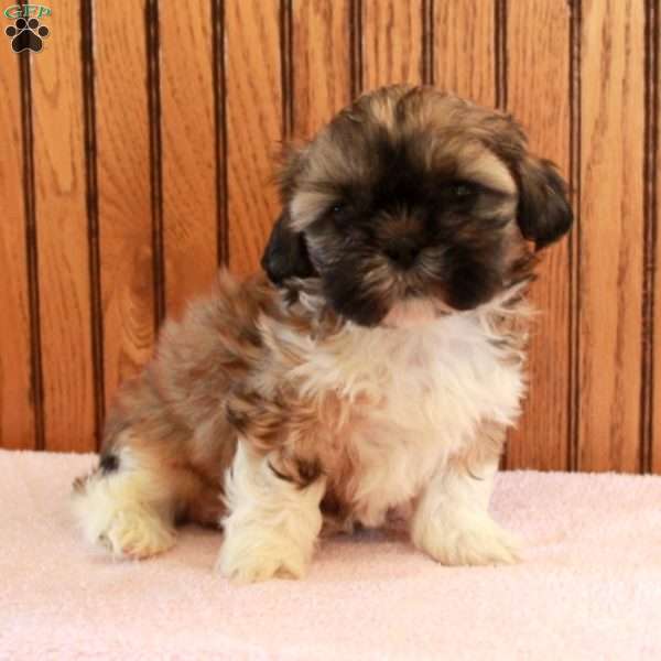 Waverly, Shih Tzu Puppy