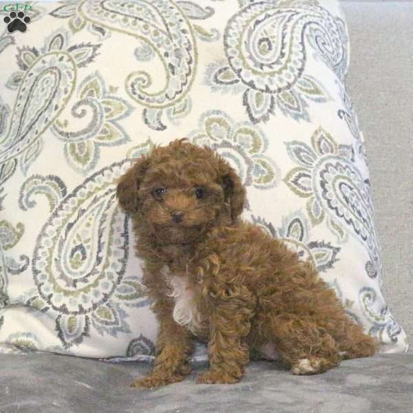 Waverly, Cavapoo Puppy