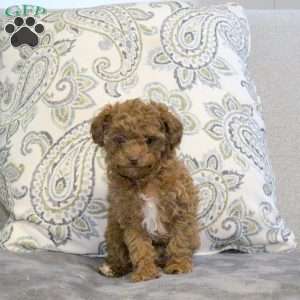Waverly, Cavapoo Puppy