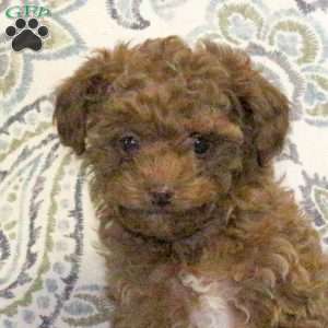 Waverly, Cavapoo Puppy