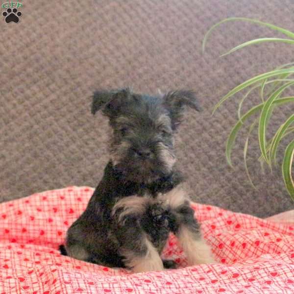 Weewee, Miniature Schnauzer Puppy