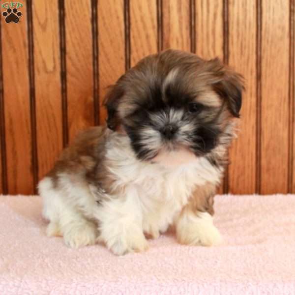 Wendy, Shih Tzu Puppy