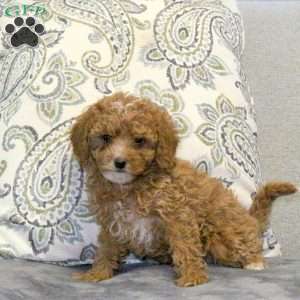 Wendy, Cavapoo Puppy