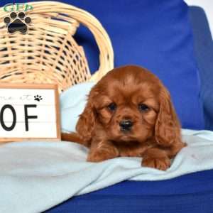 Wendy, Cavalier King Charles Spaniel Puppy